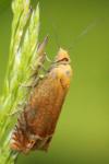 Lathronympha strigana