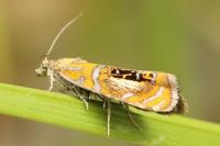 Olethreutes arcuella