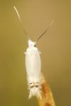 Leucoptera laburnella