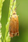 Lathronympha strigana
