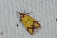 Agapeta zoegana