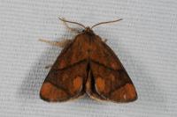 Apoda limacodes