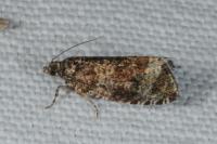 Celypha lacunana
