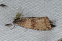 Celypha striana