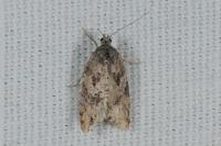 Cnephasia