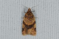 Epagoge grotiana