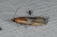 Eucosma gr. cana
