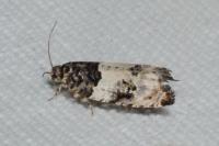 Gypsonoma sociana