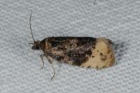 Hedya ochroleucana