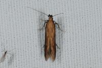 Metzneria neuropterella