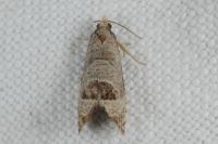 Notocelia uddmanniana
