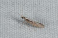 Plutella xylostella