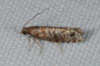 Rhyacionia pinivorana