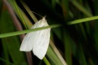Tortrix viridana