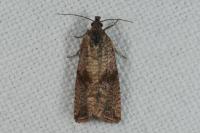 Celypha striana