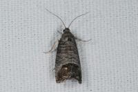 Cydia pomonella