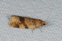 Epagoge grotiana