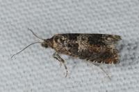 Epiblema costipunctana