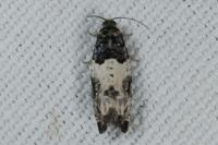 Gypsonoma sociana