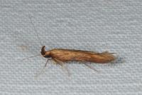 Metzneria neuropterella