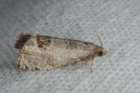 Notocelia uddmanniana