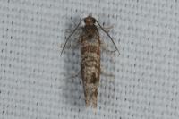 Rhyacionia pinivorana