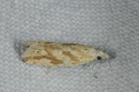 Thiodia citrana