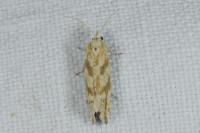 Thiodia citrana