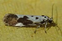 Ethmia quadrillella
