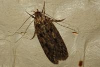 Hofmannophila pseudospretella