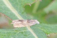 Eucosma conterminana