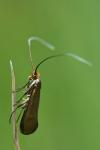 Nemophora metallica