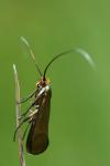 Nemophora metallica