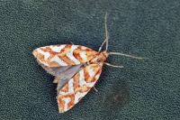 Aneuxanthis locupletana