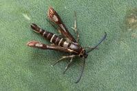 Chamaesphecia aerifrons sardoa
