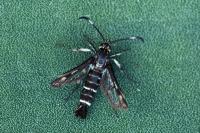 Chamaesphecia aerifrons sardoa