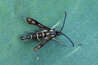 Chamaesphecia aerifrons sardoa