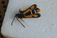 Pyropteron chrysidiforme