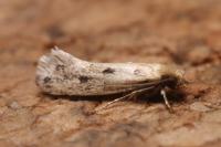 Anomalotinea liguriella