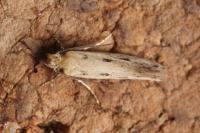 Anomalotinea liguriella