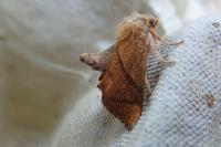 Apoda limacodes