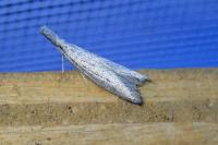 Pleurota