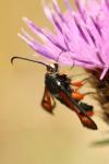 Pyropteron chrysidiforme