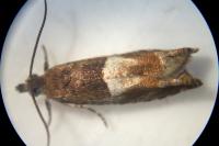 Epinotia tenerana