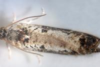 Hedya salicella