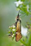 Nemophora raddaella