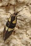 Dasycera oliviella