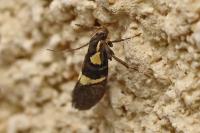 Dasycera oliviella