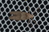 Blastobasis phycidella