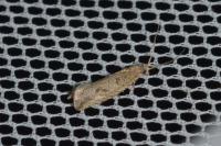 Bactra